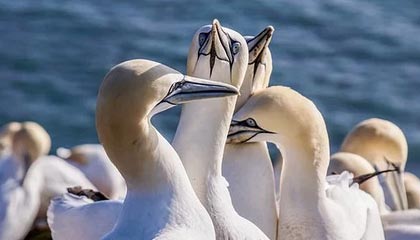 开云全站-中国足球不同比赛对球员心理影响差异，分析中国足球的现状和问题