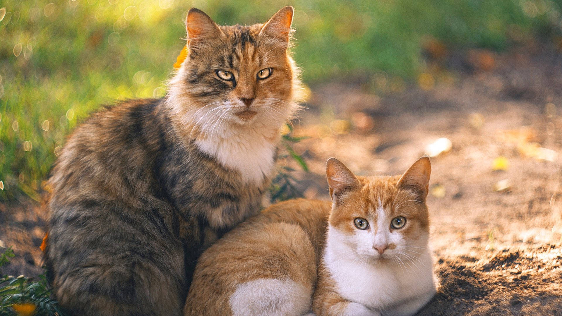 开云官方-_沙滩跑步比赛吸引大量跑者参与_，沙滩跑步需要注意什么