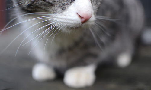 _知名运动员公益救援,展现职业风采_,运动员救人