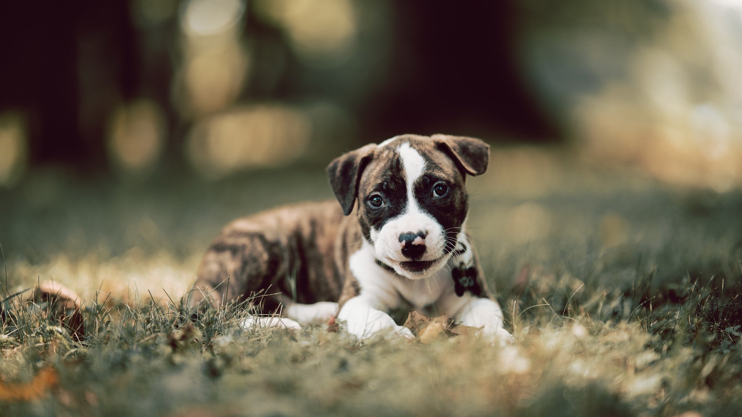 开云下载-“球迷狂欢：最燃现场应援瞬间合集”，球迷音乐