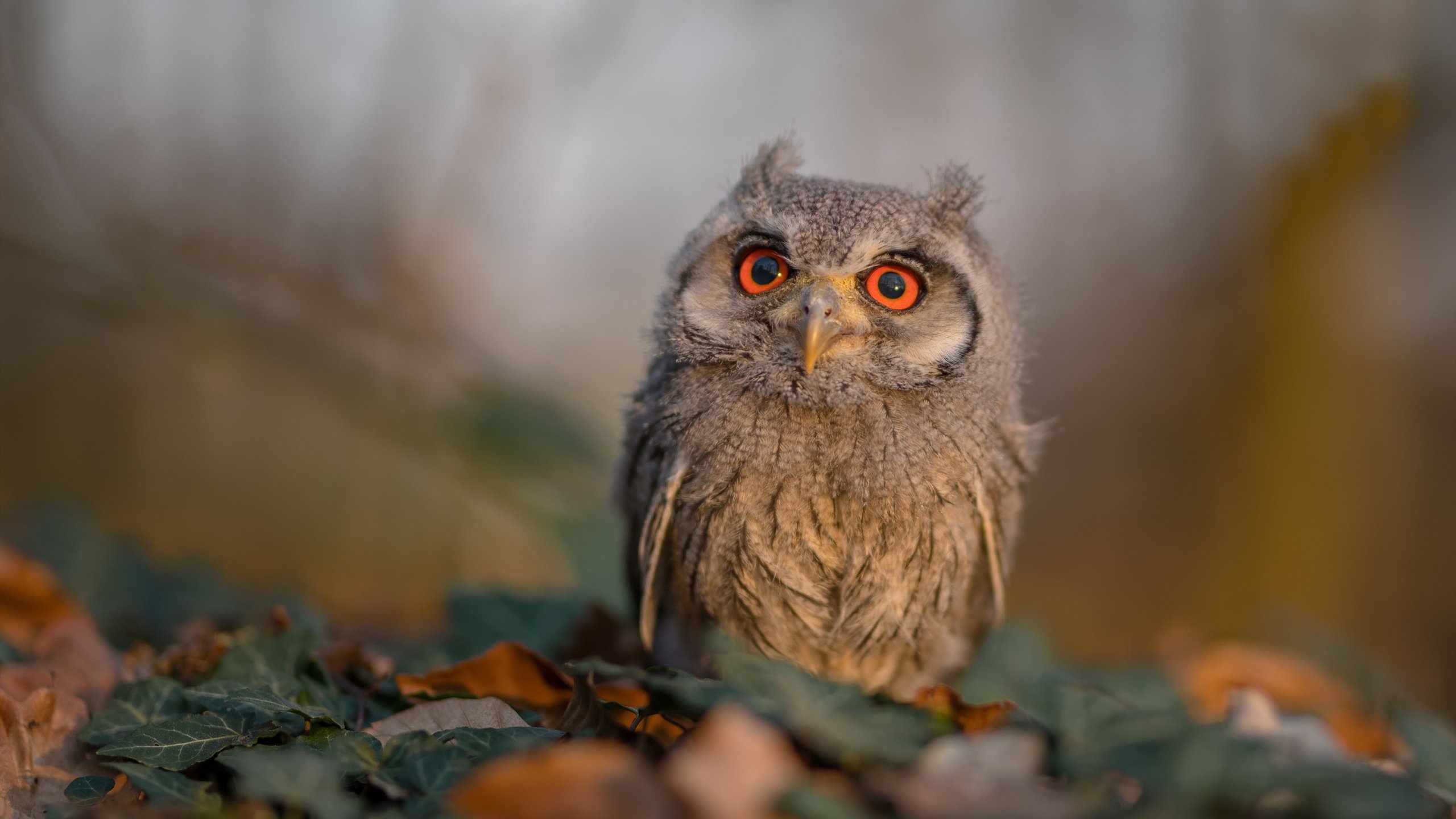 kaiyun 开云体育-“西甲明星纷纷爆发，带领球队激战正酣”，西甲明星球员名单