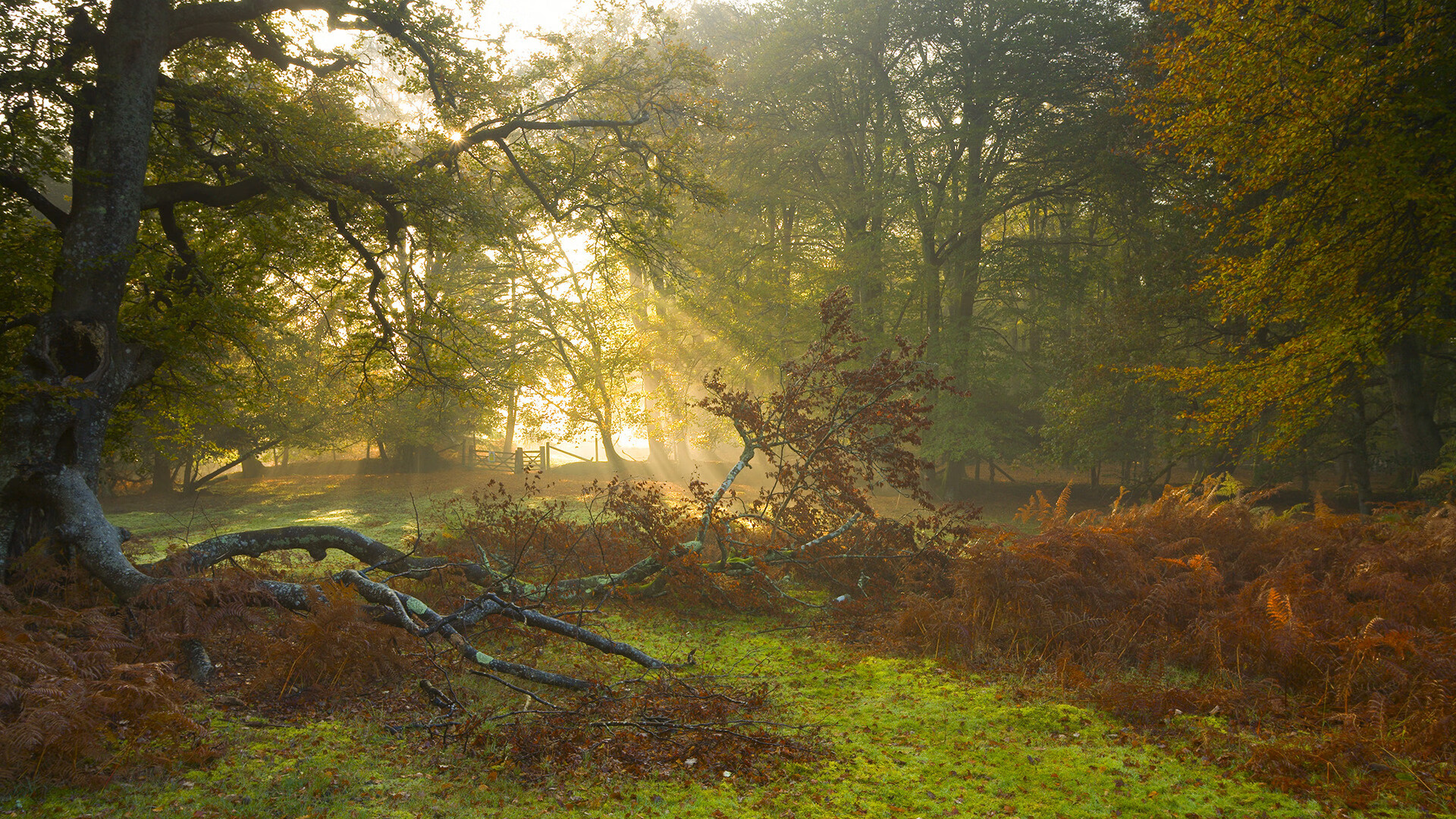 开云官方网页登录-墨西哥男足在巴黎奥运会比赛中以3-1击败巴西，墨西哥男足奥运会冠军阵容