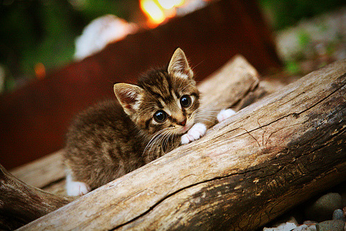 开云·体育官方网站入口-广场舞赛事成为地方文化品牌，有特色的广场舞舞蹈比赛