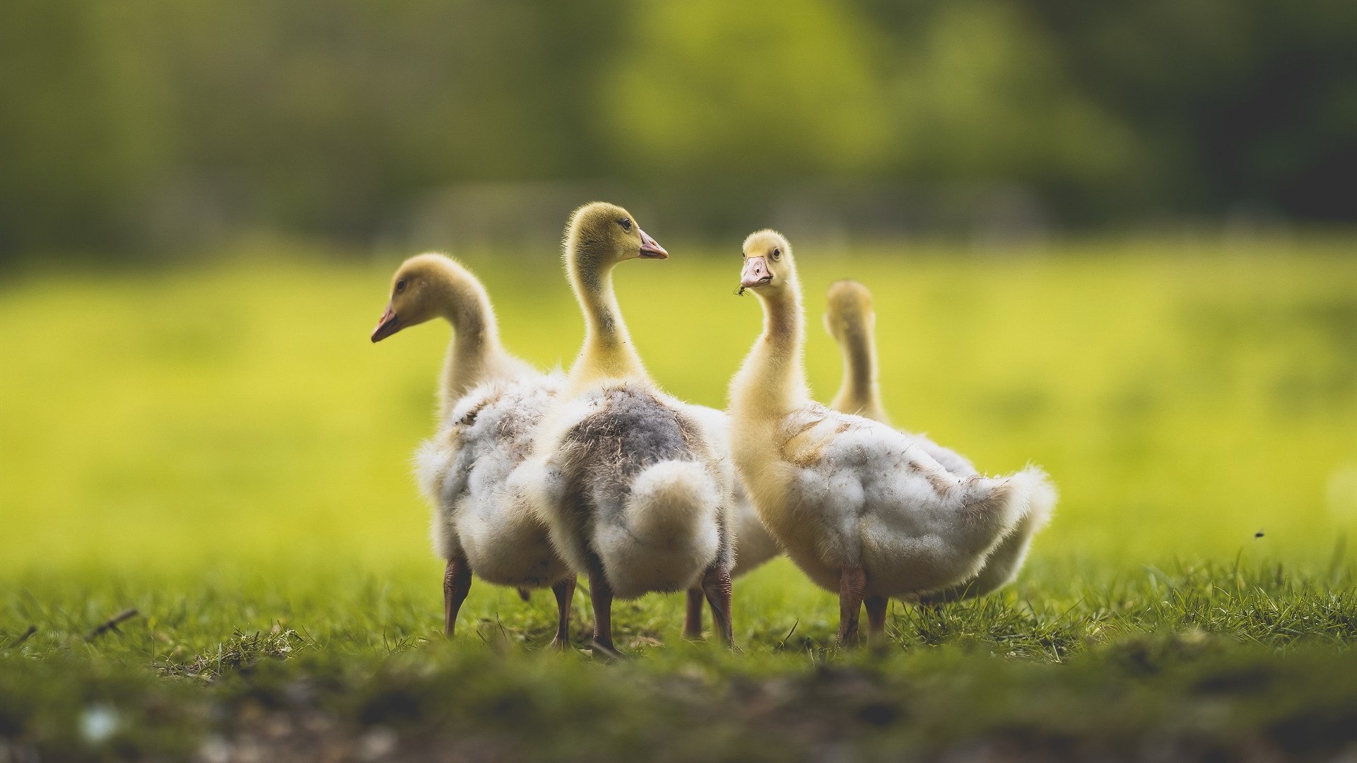 开云体育APP下载-未来战略：数字化、智能化推动联盟迈向新时代，数字化智能化发展