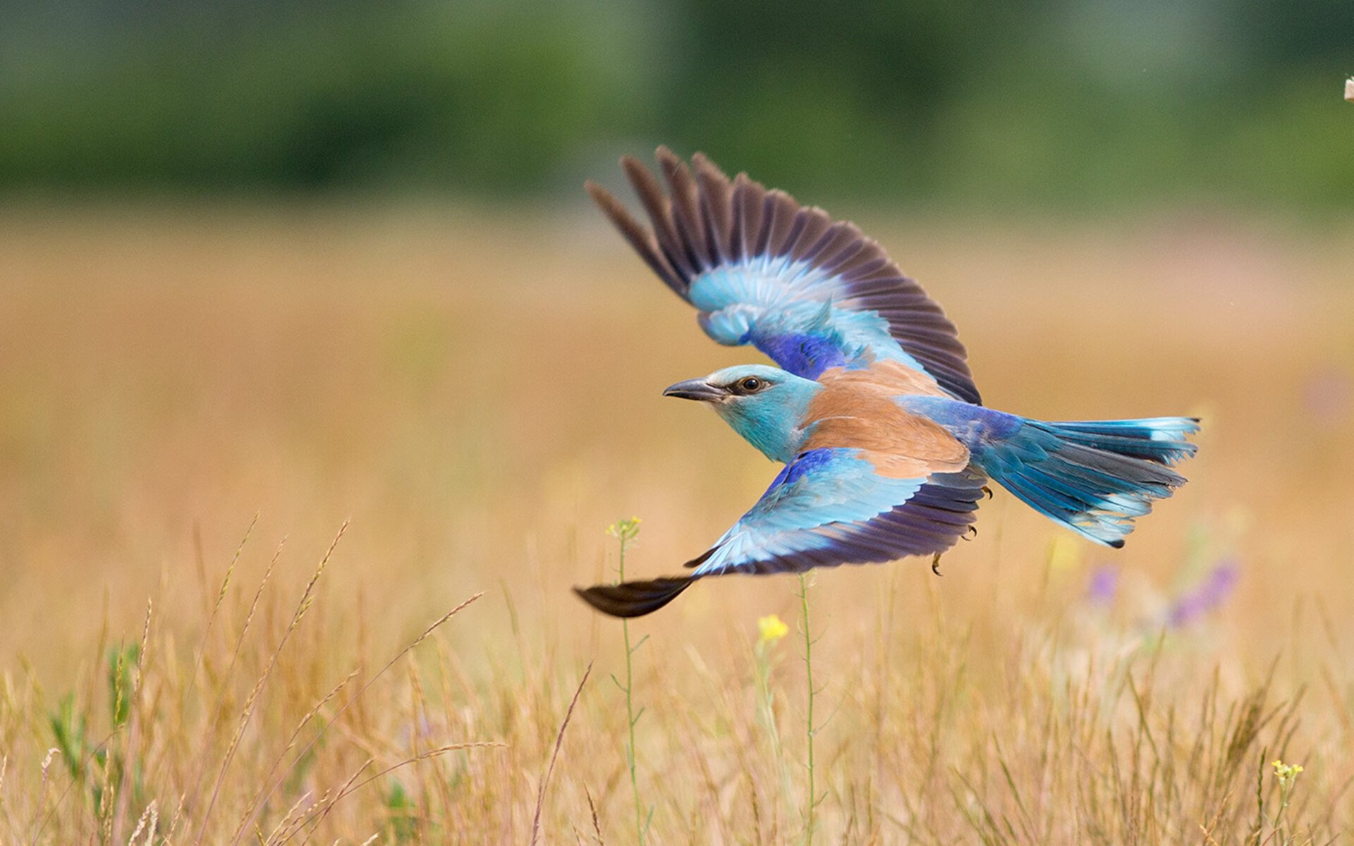 开云官方网站-T1战队全明星阵容公布，t1战队全名