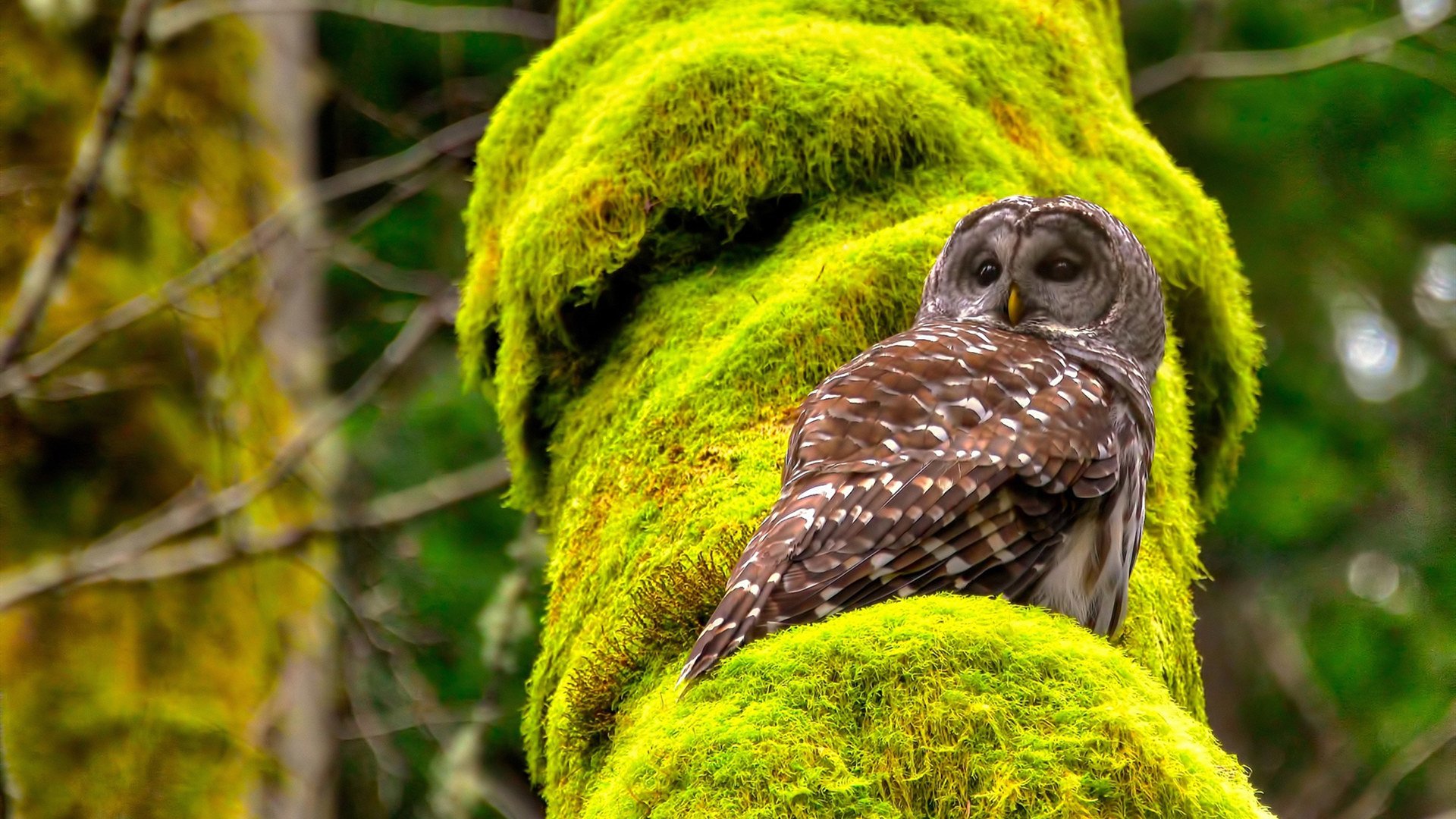 开云官网登录-体育节目精彩纷呈，解读足球赛场风云，足球比赛现场解说