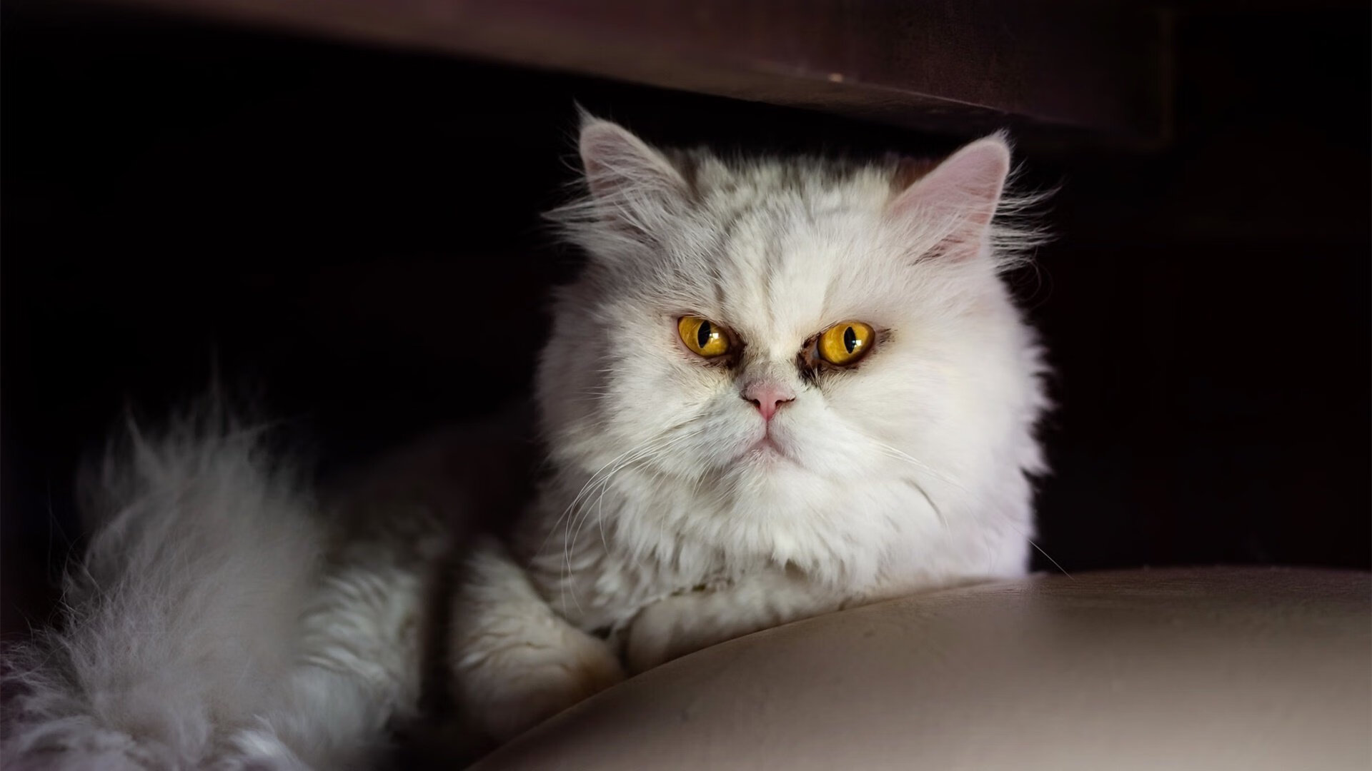 开云·体育官网-奥地利遭遇瑞典逼平，晋级形势不容乐观，奥地利是瑞典的吗