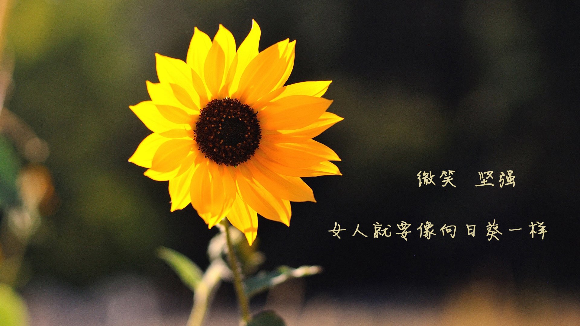 开云在线直播-中国三人女篮战胜劲敌 晋级决赛圈，中国三人女篮决赛时间