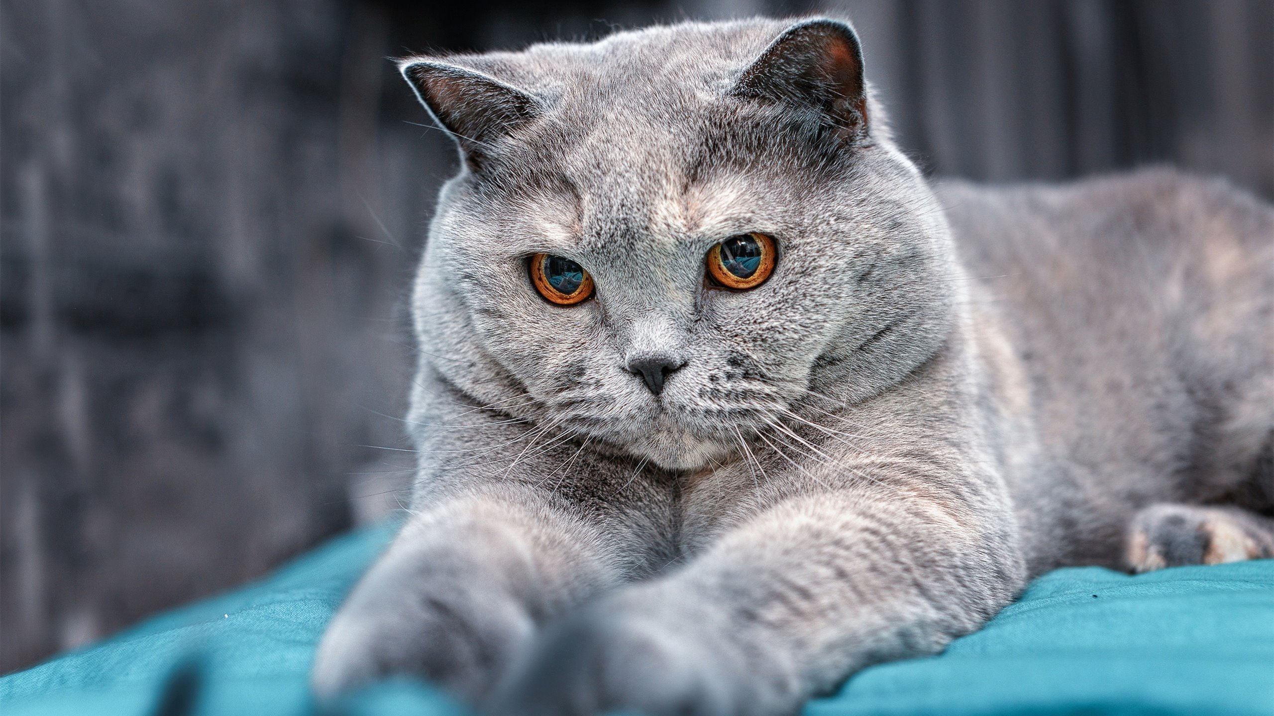 开云官网APP下载-足球青训教练海外研修归来分享先进理念，足球青训训练营