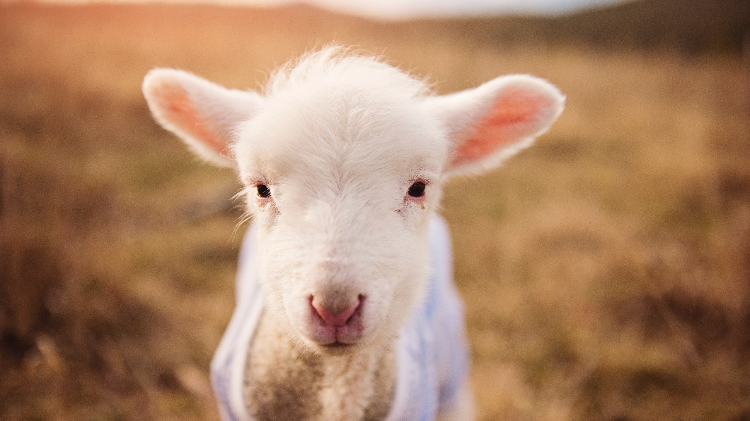 开云真人-米切尔持球推进节奏控制得当，米切尔防守如何