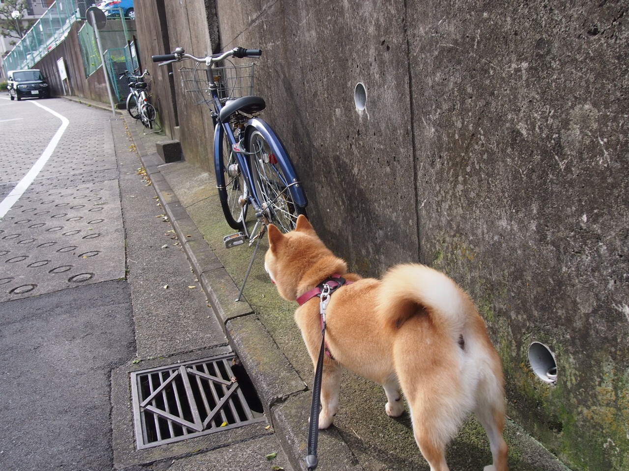 KAIYUN 中国大陆-网球选手体能训练课程优化周期安排，网球体能训练项目