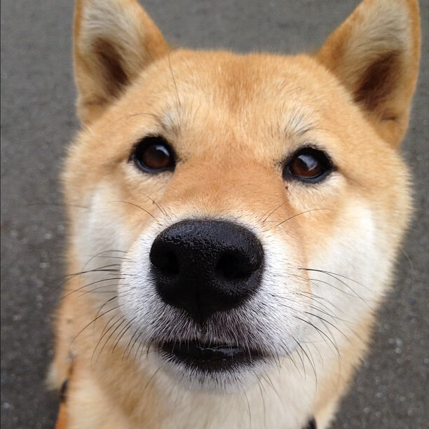 开云 官网 入口-罗斯·范奥特尔戴克蝶泳冲刺抢眼